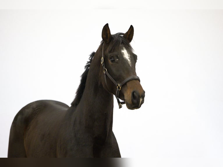 Anglo European Studbook Semental 2 años 170 cm Castaño oscuro in Waddinxveen