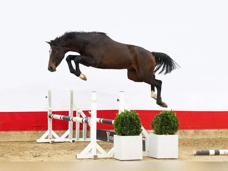 Anglo European Studbook Semental 2 años 170 cm Castaño oscuro in Waddinxveen