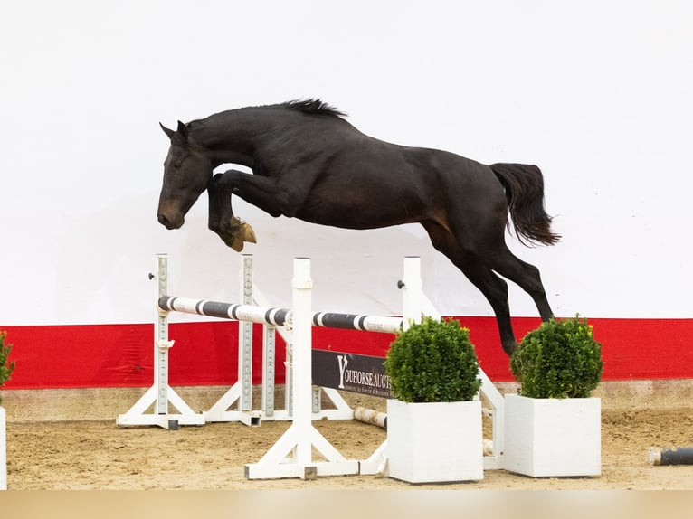 Anglo European Studbook Semental 2 años 171 cm Castaño oscuro in Waddinxveen