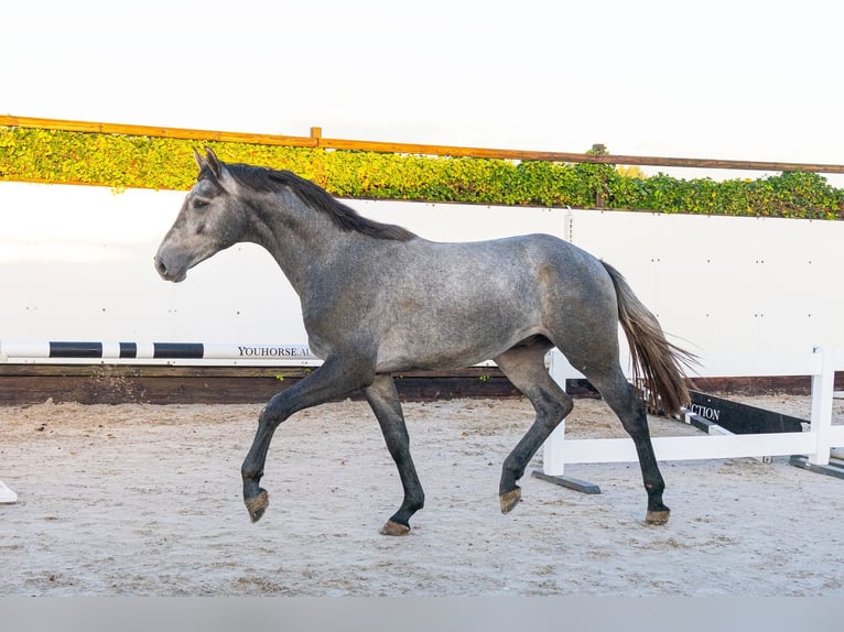 Anglo European Studbook Semental 2 años 171 cm Tordo in Waddinxveen