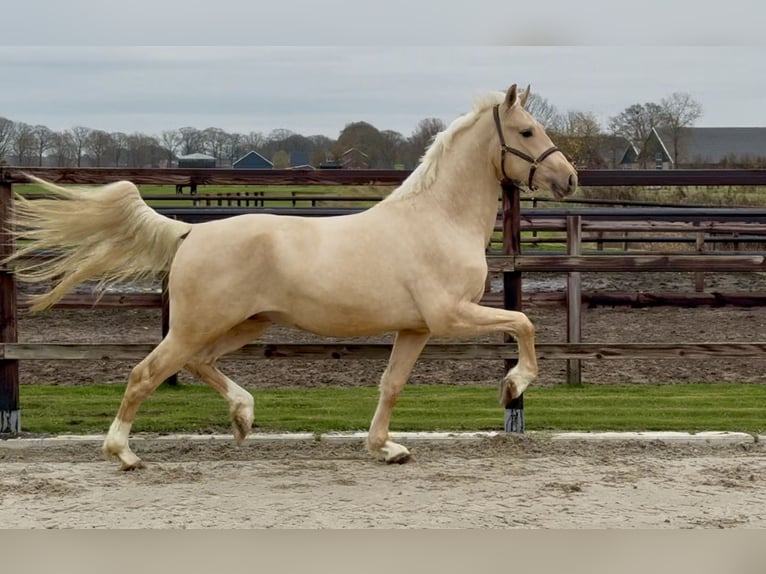 Anglo European Studbook Semental 3 años 162 cm Palomino in Zieuwent
