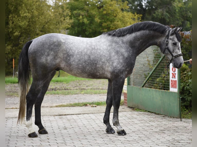 Anglo European Studbook Semental 3 años 171 cm Tordo in Murska Soboda