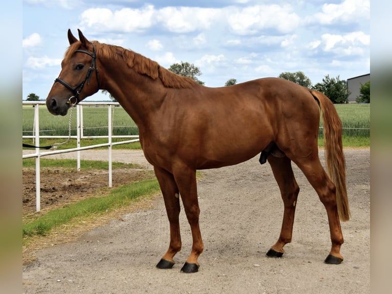 Anglo European Studbook Semental 4 años 166 cm Alazán in Pozna&#x144;