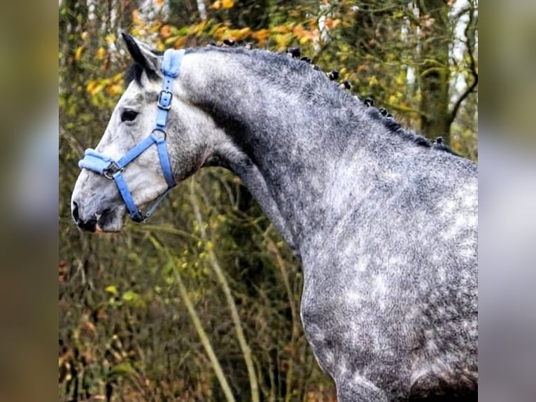 Anglo European Studbook Semental 4 años 170 cm Tordo rodado in Békéscsaba