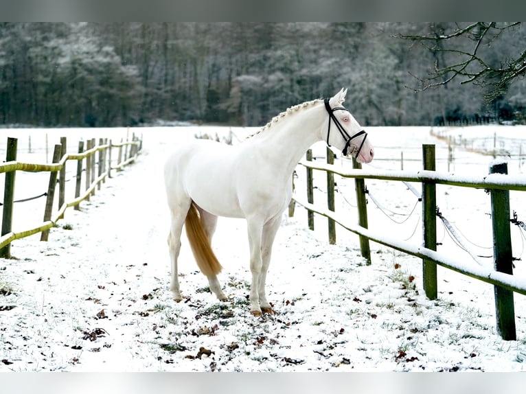 Anglo European Studbook Semental 4 años 173 cm Cremello in Eisighofen