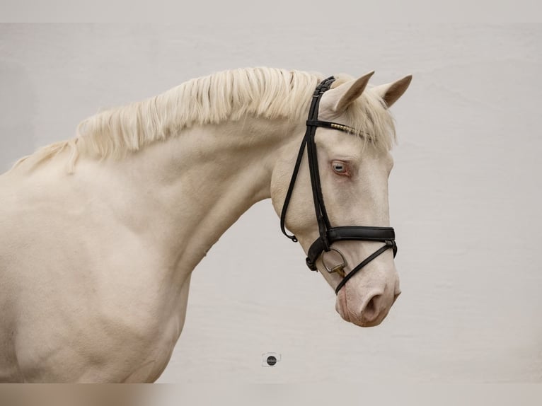 Anglo European Studbook Semental 4 años 173 cm Cremello in Eisighofen