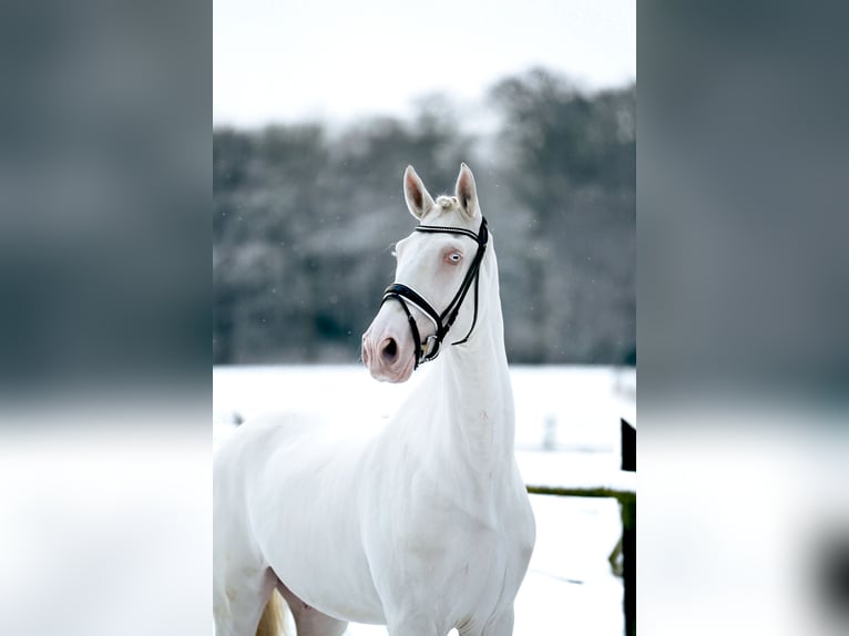 Anglo European Studbook Semental 4 años 173 cm Cremello in Eisighofen