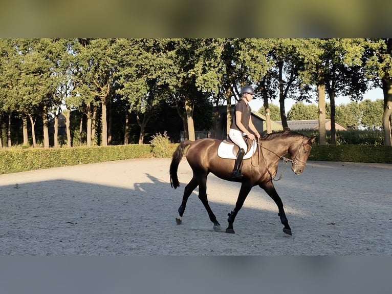 Anglo European Studbook Semental 5 años 163 cm Castaño oscuro in Waddinxveen