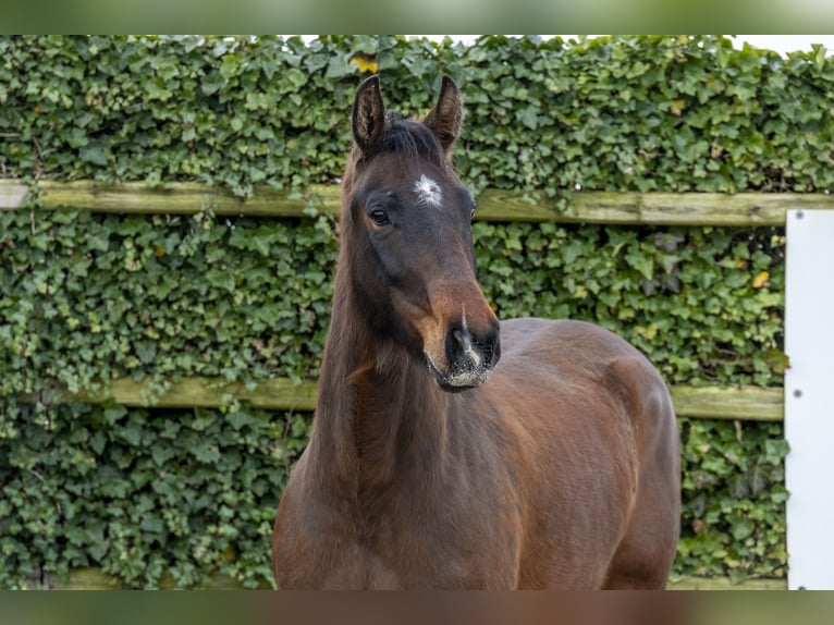 Anglo European Studbook Semental 5 años 167 cm Castaño in Waddinxveen