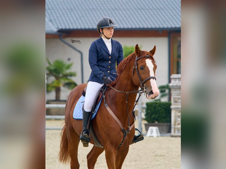 Anglo European Studbook Semental 6 años 172 cm Alazán-tostado in Târgu Neamţ