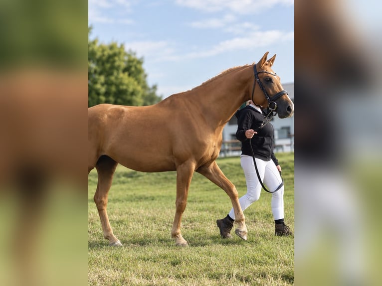 Anglo European Studbook Semental Palomino in Gründau