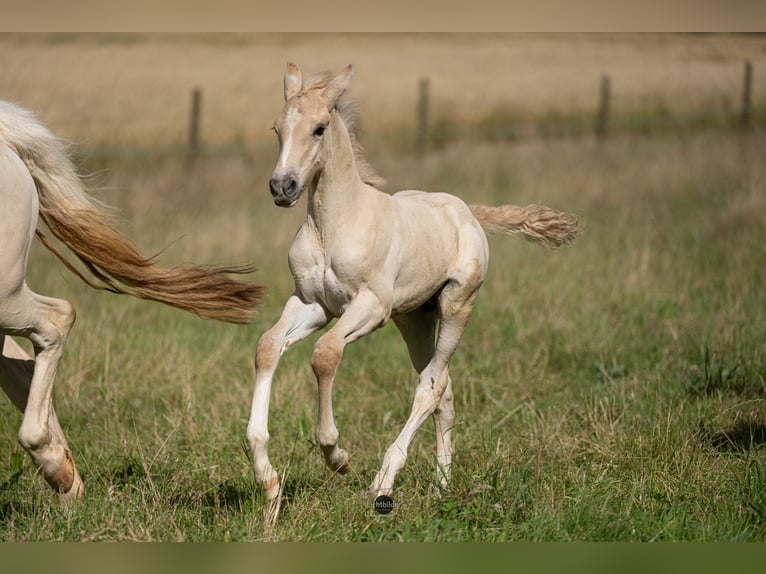 Anglo European Studbook Semental Potro (06/2024) 163 cm Dunalino (Cervuno x Palomino) in Eisighofen