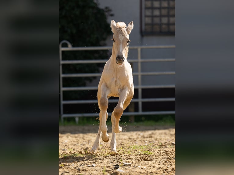 Anglo European Studbook Semental Potro (06/2024) 163 cm Dunalino (Cervuno x Palomino) in Eisighofen