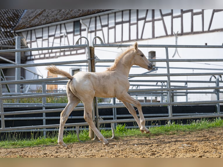 Anglo European Studbook Semental Potro (06/2024) 163 cm Dunalino (Cervuno x Palomino) in Eisighofen