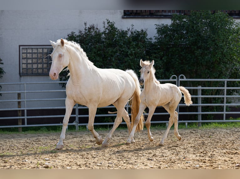 Anglo European Studbook Semental Potro (06/2024) 163 cm Dunalino (Cervuno x Palomino) in Eisighofen