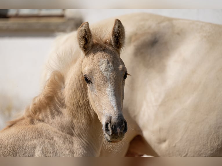 Anglo European Studbook Semental Potro (06/2024) 163 cm Dunalino (Cervuno x Palomino) in Eisighofen