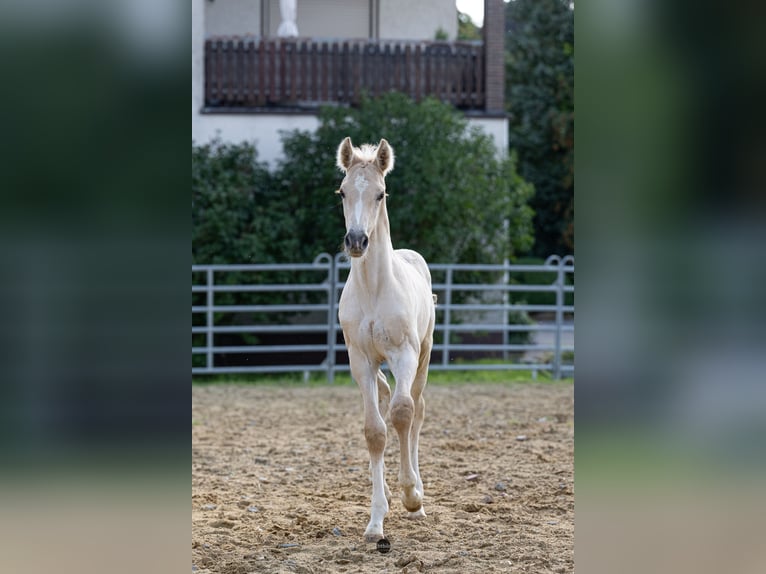 Anglo European Studbook Semental Potro (06/2024) 163 cm Dunalino (Cervuno x Palomino) in Eisighofen