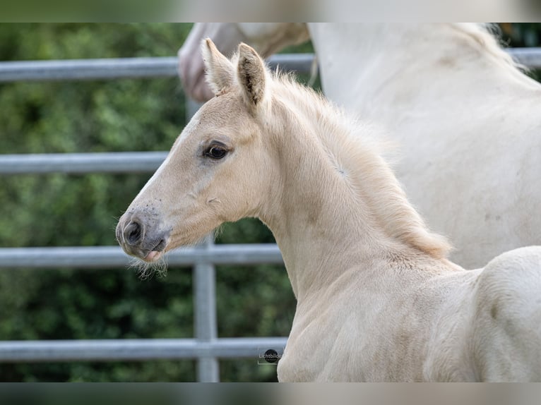 Anglo European Studbook Semental Potro (06/2024) 163 cm Dunalino (Cervuno x Palomino) in Eisighofen