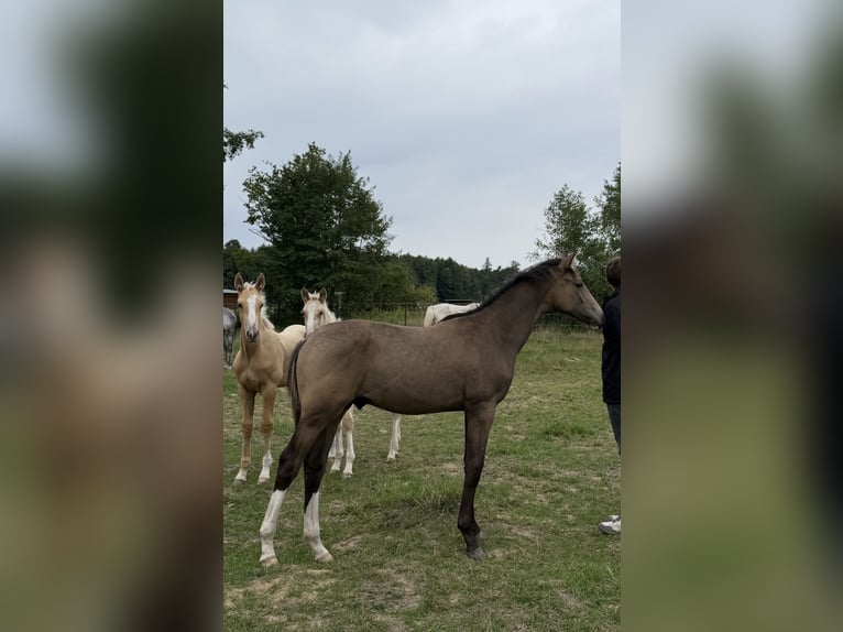 Anglo European Studbook Semental Potro (03/2026) 169 cm Buckskin/Bayo in Lubsza