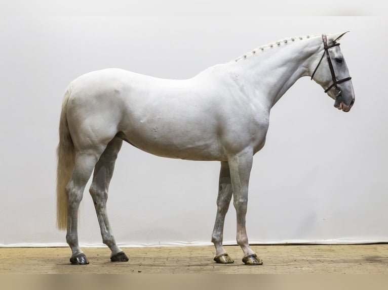 Anglo European Studbook Stallion 14 years 17 hh  in Waddinxveen
