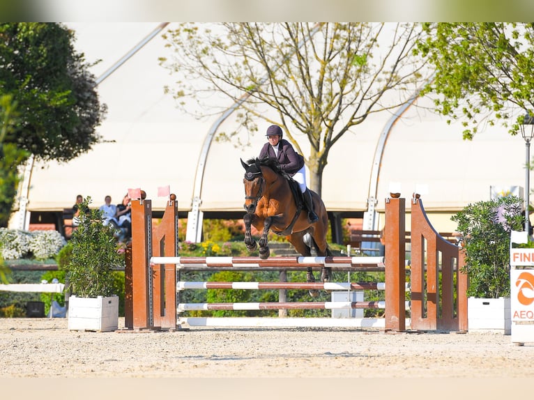 Anglo European Studbook Stallion 18 years 16.2 hh Brown in Felino