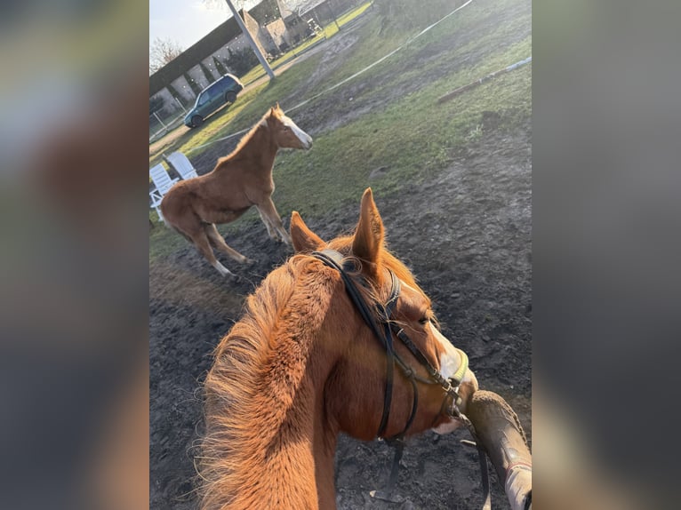 Anglo European Studbook Stallion 1 year 12,2 hh Chestnut-Red in Romanowo Górne