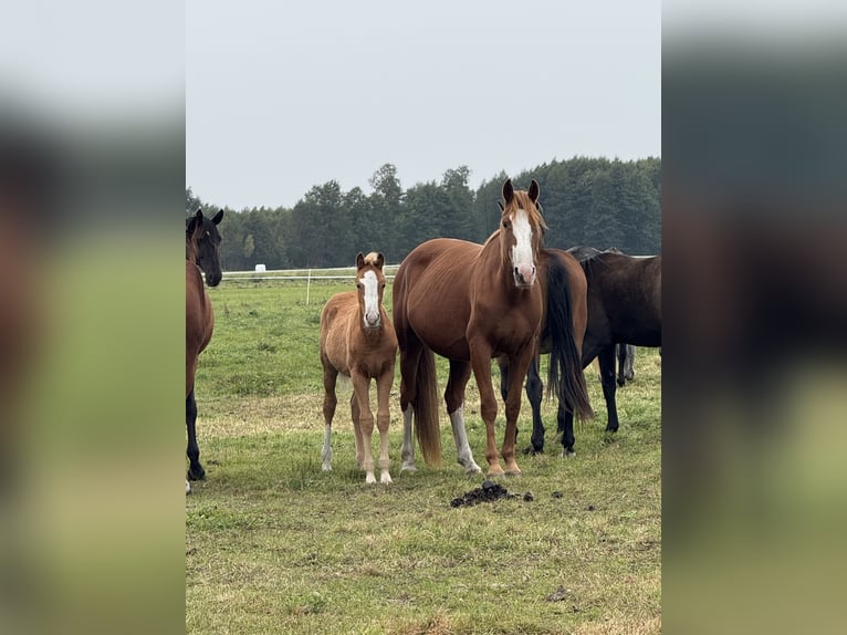 Anglo European Studbook Stallion 1 year 12,2 hh Chestnut-Red in Romanowo Górne