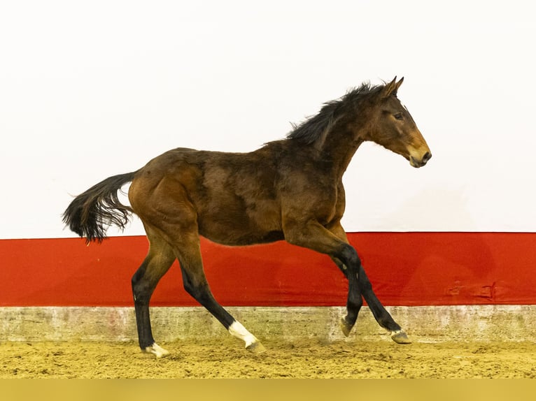 Anglo European Studbook Stallion 1 year 14 hh  in Waddinxveen