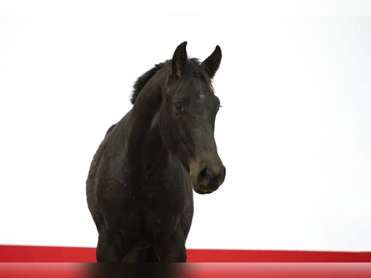 Anglo European Studbook Stallion 1 year 14,3 hh Bay-Dark in Waddinxveen