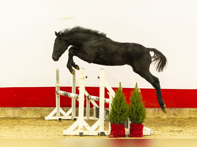 Anglo European Studbook Stallion 1 year 14,3 hh Black in Waddinxveen