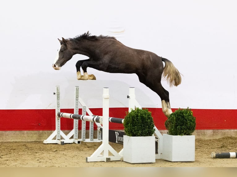 Anglo European Studbook Stallion 1 year 15,1 hh Grey in Waddinxveen