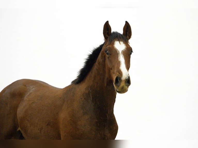 Anglo European Studbook Stallion 1 year 15,2 hh Brown in Waddinxveen