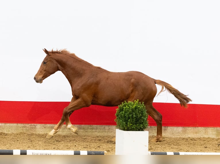 Anglo European Studbook Stallion 1 year 15,3 hh Chestnut-Red in Waddinxveen