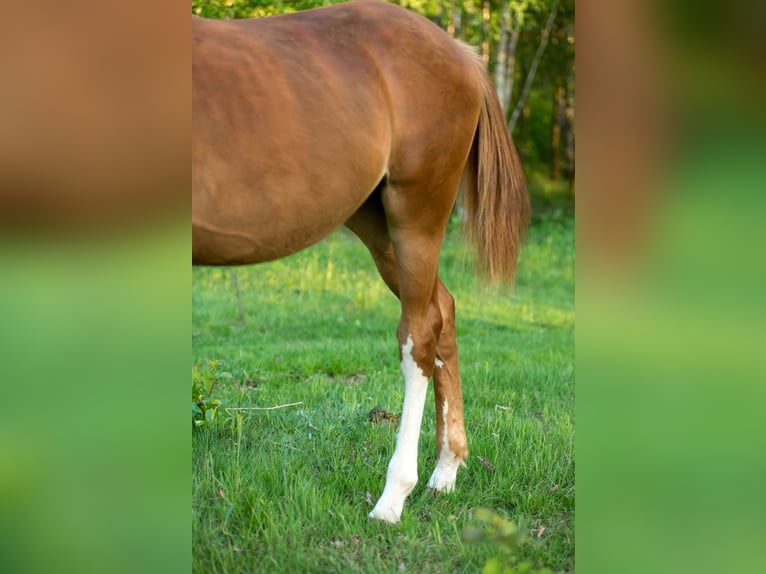 Anglo European Studbook Stallion 1 year 16.2 hh Chestnut-Red in Garwolin