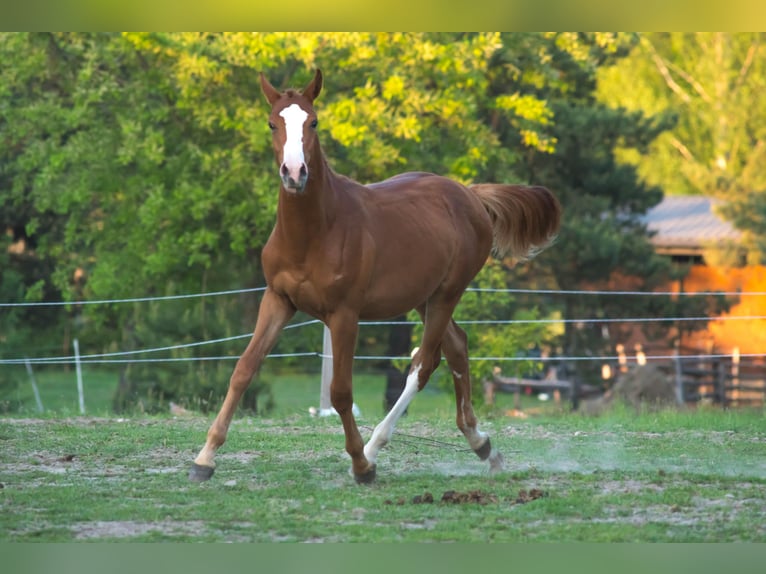 Anglo European Studbook Stallion 1 year 16.2 hh Chestnut-Red in Garwolin