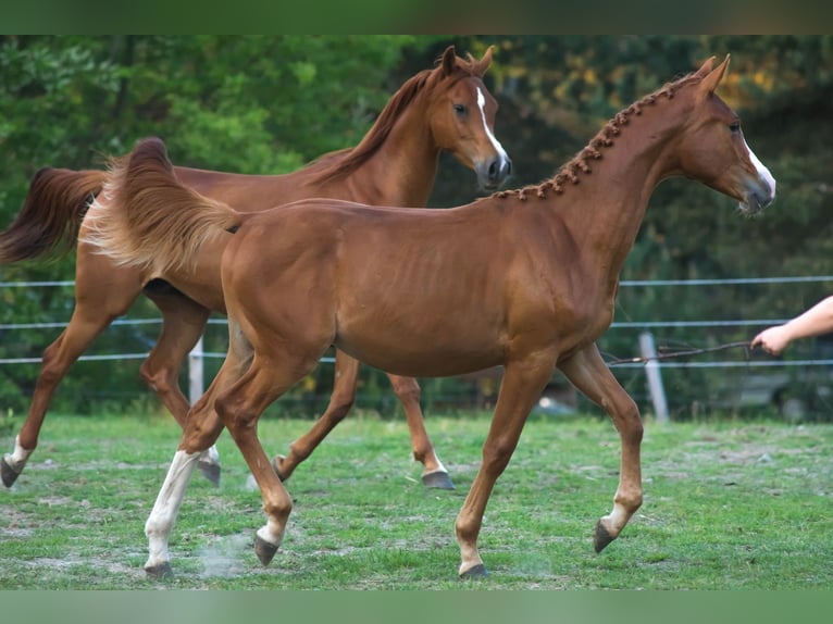 Anglo European Studbook Stallion 1 year 16.2 hh Chestnut-Red in Garwolin