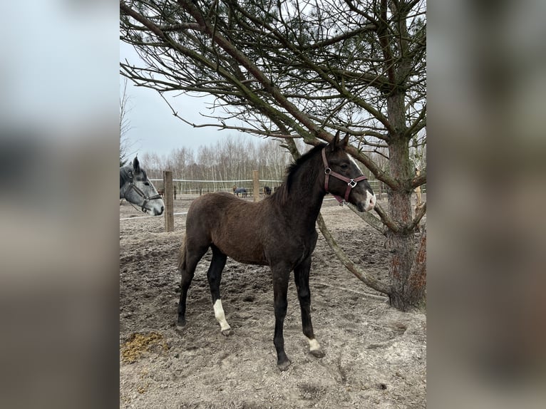 Anglo European Studbook Stallion 1 year 16,2 hh Gray in Wólka Wybraniecka