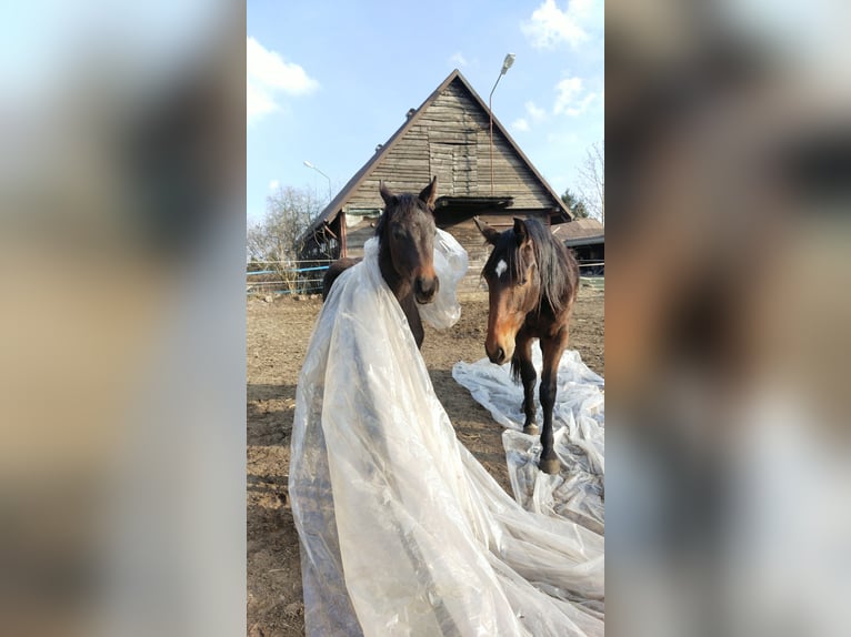 Anglo European Studbook Stallion 1 year 16,1 hh Bay-Dark in Ortel Królewski Pierwszy