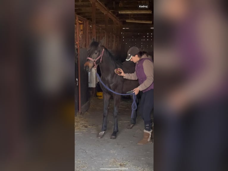 Anglo European Studbook Stallion 1 year 16,1 hh Bay-Dark in Ortel Królewski Pierwszy