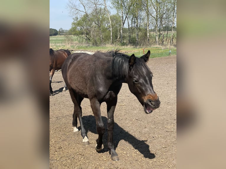 Anglo European Studbook Stallion 1 year 16,1 hh Bay-Dark in Ortel Królewski Pierwszy