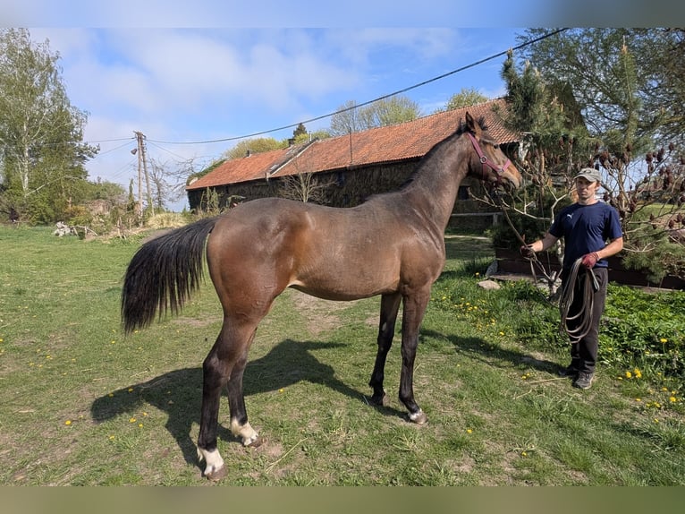 Anglo European Studbook Stallion 1 year 16,2 hh Bay-Dark in Barciany