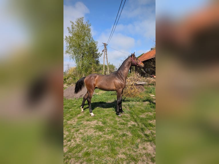 Anglo European Studbook Stallion 1 year 16,2 hh Bay-Dark in Barciany