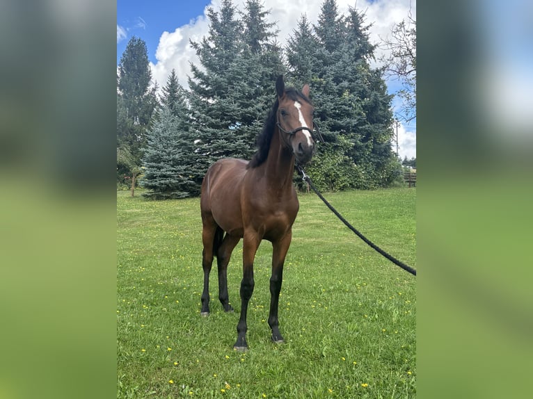 Anglo European Studbook Stallion 1 year 17 hh Brown in Zalasowa