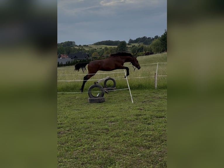 Anglo European Studbook Stallion 1 year 17 hh Brown in Zalasowa