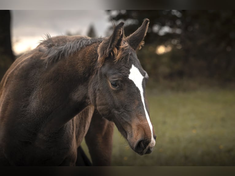 Anglo European Studbook Stallion 1 year 17 hh Smoky-Black in Olsztyn