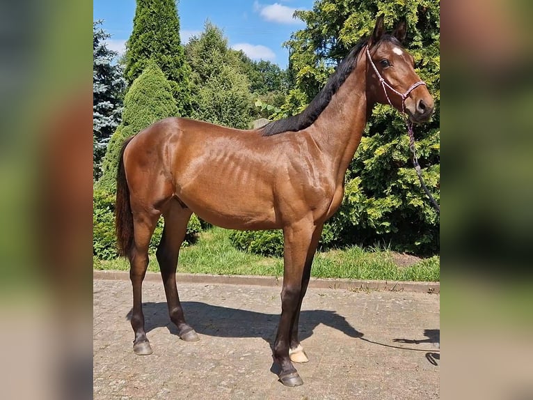 Anglo European Studbook Stallion 1 year Bay-Dark in Łobez