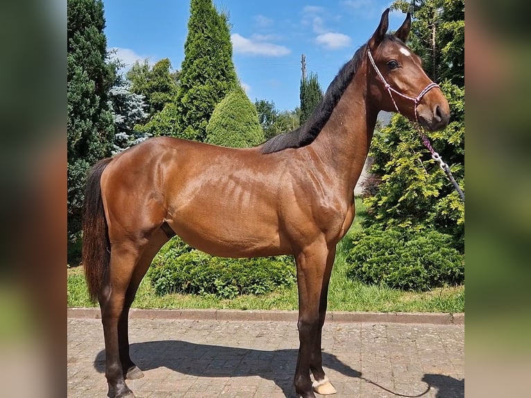 Anglo European Studbook Stallion 1 year Bay-Dark in Łobez