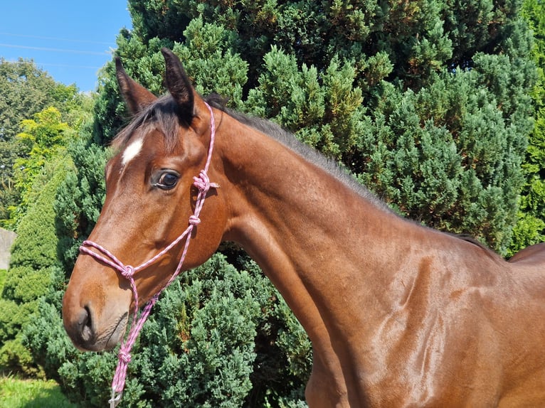 Anglo European Studbook Stallion 1 year Bay-Dark in Łobez