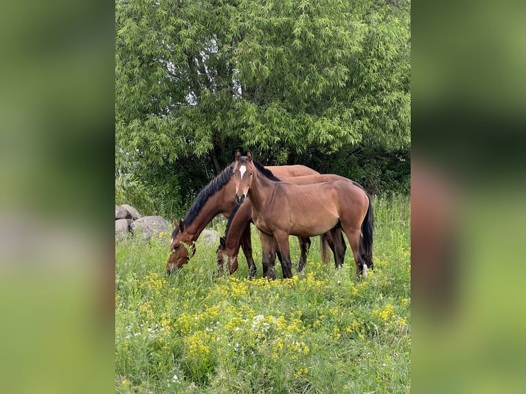 Anglo European Studbook Stallion 1 year Bay in Winnica