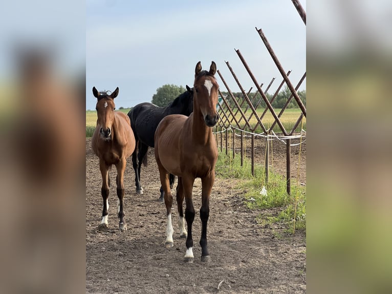 Anglo European Studbook Stallion 1 year Bay in Winnica